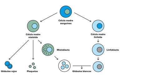 Trasplante De Médula Ósea Hospital Clínic Barcelona