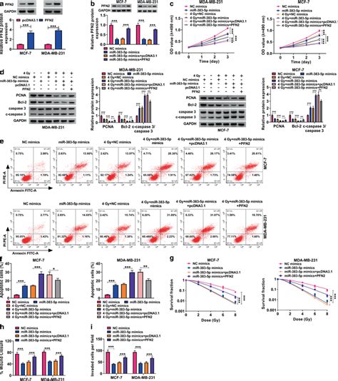 Overexpression Of Mir 383 5p Mediated Effects On Radiosensitivity