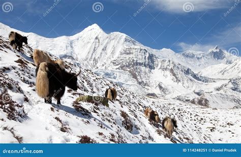 Herde Von Yak Annapurna Strecke Nepal Himalaja Stockbild Bild Von