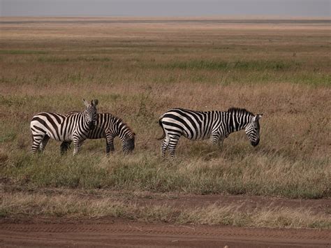 Joining 3 Days Classic Serengeti And Ngorongoro Safari