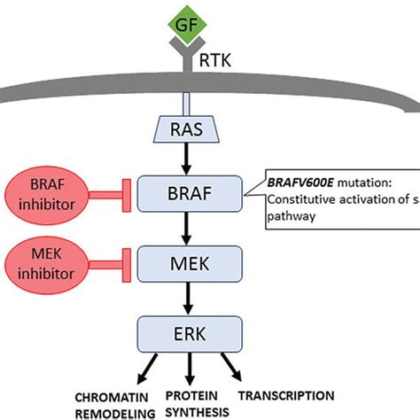 Figure . Schematic representation of mitogen-activated protein kinase ... 