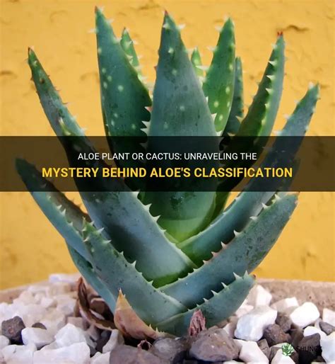 Aloe Plant Or Cactus Unraveling The Mystery Behind Aloes