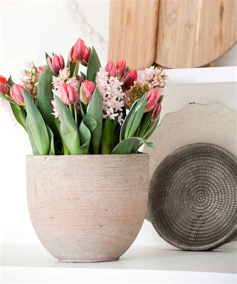 Comment faire pousser des tulipes à l intérieur un guide étape par