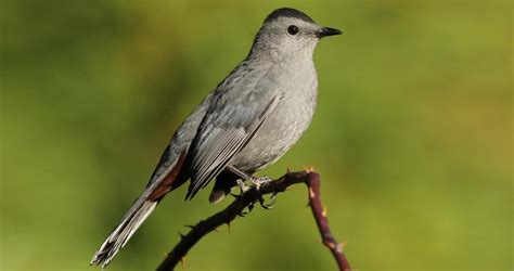 Gray Catbird Range Map, All About Birds, Cornell Lab of Ornithology