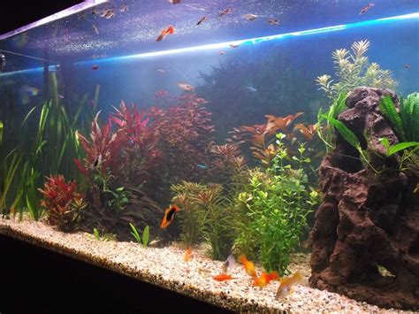 Fixing Bacterial Bloom In Your Aquarium