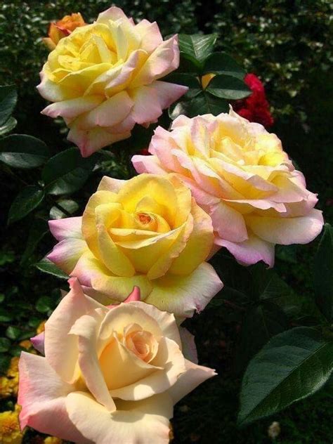 Роза Глория Дей Фото И Описание – Telegraph