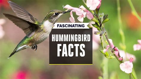 Facts About Humming Bird Youtube