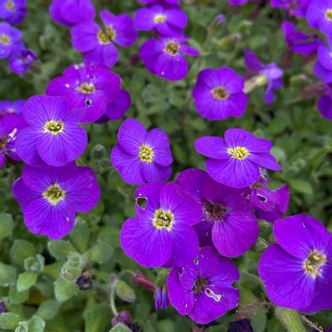 Aubrieta Cascade Blue Aubriete Le Chatel Des Vivaces