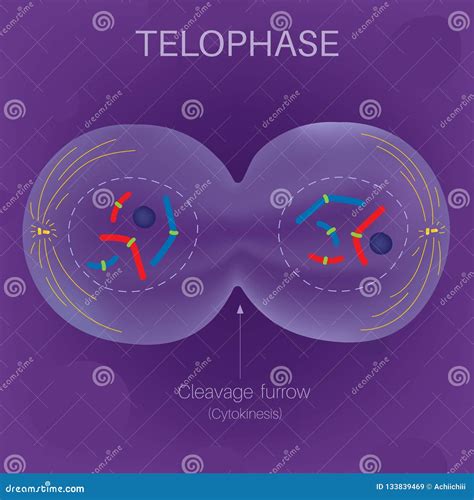 Telophase Cell Cycle