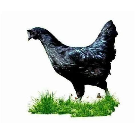 Female Poultry Kadaknath Hen Rs Kilogram Sri Lakshmi Saraswathi 167265