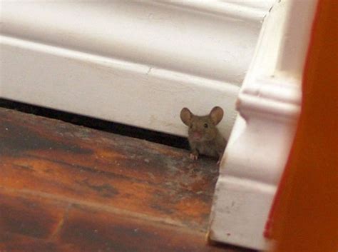 What Attracts Mice And How To Keep Them Out Pest Hacks