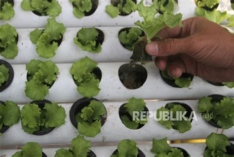 Petani Milenial Budi Daya Selada Hidroponik Republika Online