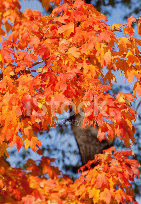 Autumn Leaves Of Maple Tree Stock Photo | Royalty-Free | FreeImages