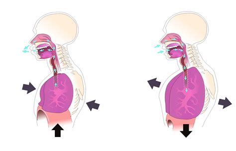 Que Diferencia Hay Entre Inspiraci N Y Espiraci N Hablemos Alto