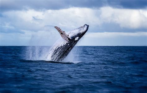 Las Ballenas Ayudan A Enfriar La Tierra A Trav S De Su Cuerpo