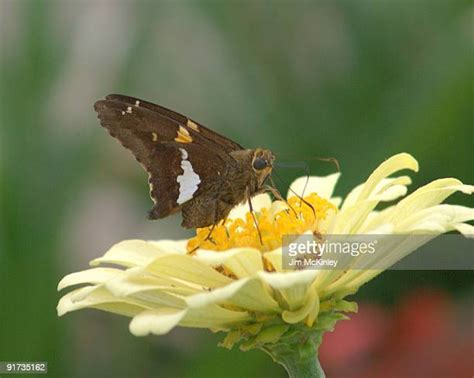 Jim Skipper Photos Et Images De Collection Getty Images