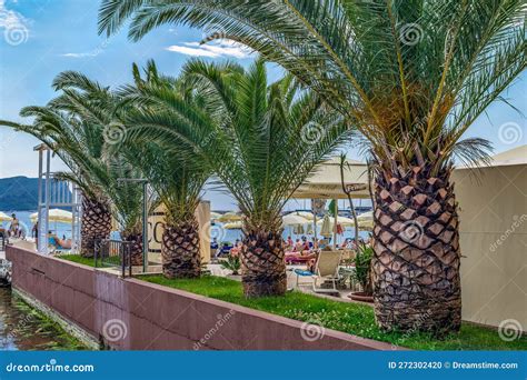 A Row Of Palm Trees On The Magic Stars On The Backdrop Of The Beach In