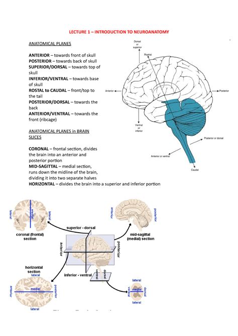 Lecture 1 Intro To Neuroanatomy Lecture 1 Introduction To