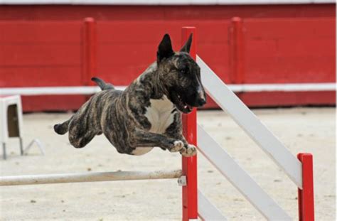 Bull Terrier Agility Training: Tips and Tricks | Boss Bull Terriers