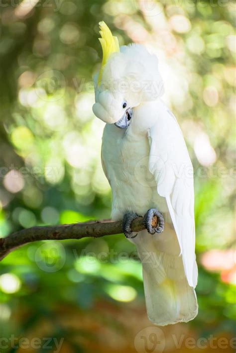 White parrot 723116 Stock Photo at Vecteezy