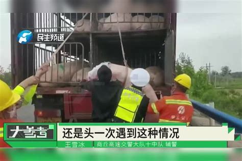 河南商丘：高速路上两头“二师兄”跳车，开启撒欢儿模式，交警帮忙抓获