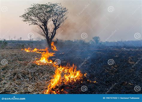 O Impacto Dos Incêndios Florestais E Dos Jardins Agrícolas Nos