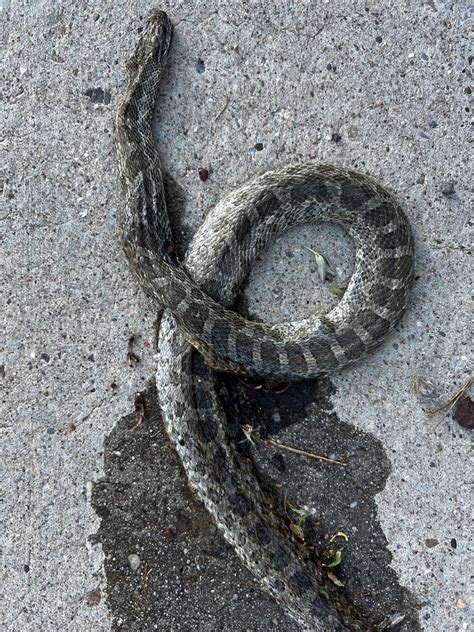 Great Plains Ratsnake From Sunset Canyon Dr NE Albuquerque NM US On