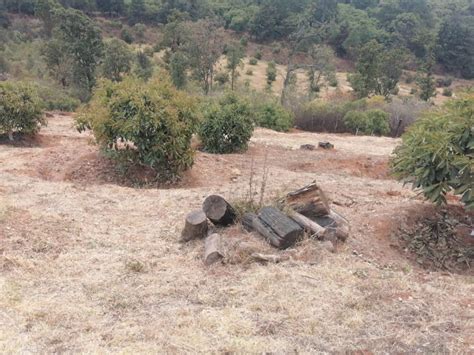 Asegura Fge Predio Por Plantaci N Inducida De Aguacate Y Tocones