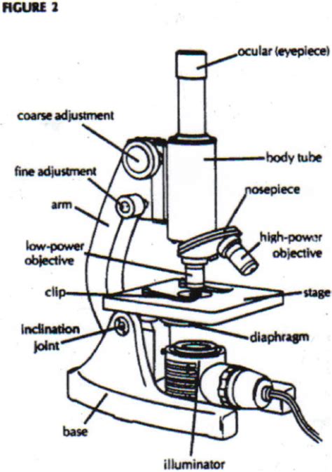 Microscope Diagram Parts - ClipArt Best