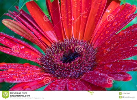 Margarita Roja Del Gerbera Con Las Gotitas De Agua Foto De Archivo