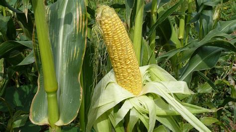 Jangan Dibuang Rambut Jagung Ternyata Kaya Manfaat Untuk Tubuhmu