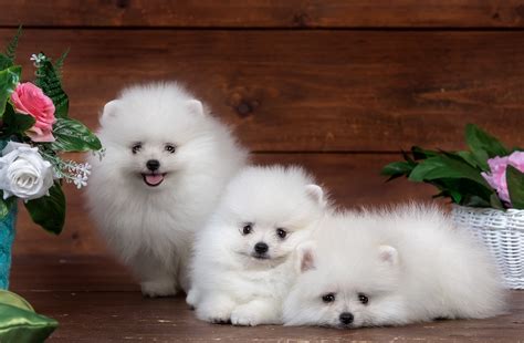Pomeranian Wallpapers (42 images) - WallpaperCat