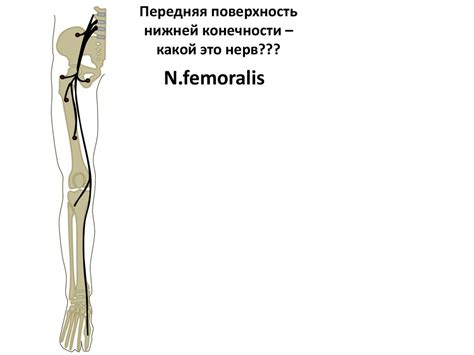 Поясничное и крестцовое сплетения - презентация онлайн
