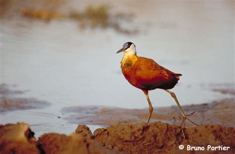 Actophilornis Africanus