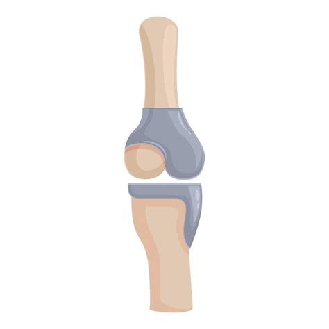 Premium Vector Human Knee Joint Anatomy Illustration