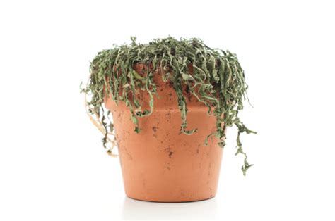 Dead Plant In Pot Stock Photo Download Image Now Istock