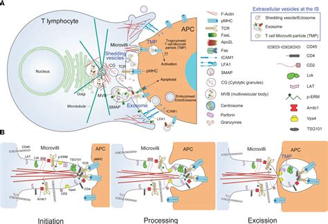 Frontiers Extracellular Vesicles And Microvilli In The Immune Synapse