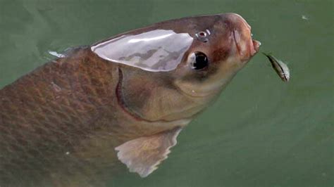 Michigan To Offer Prize In Fight Against Invasive Asian Carp