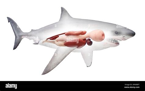 Sharks Internal Organs Illustration Stock Photo Alamy