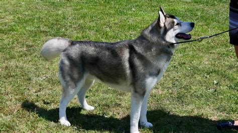 Managing an Alaskan Malamute's Energy Level - YouTube