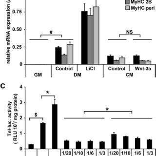 Muscle-specific gene expression during differentiation is stimulated by ... 