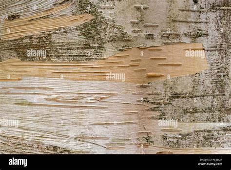 Himalayan Birch Betula Utilis Hi Res Stock Photography And Images Alamy