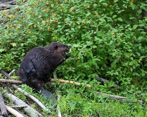 The Varied Diet of Beavers | Summer 2022 | Knots and Bolts | Knots and ...