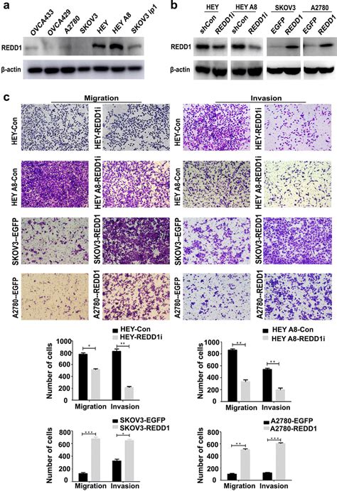 Redd Enhance Cell Migration And Invasion In Ovarian Cancer A Western