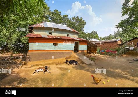 Rural India With View Of Mud Hut With Thatched Roof With Goats Sitting