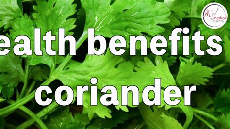 Health Benefits Of Coriander Leaves Videos Health Benefits