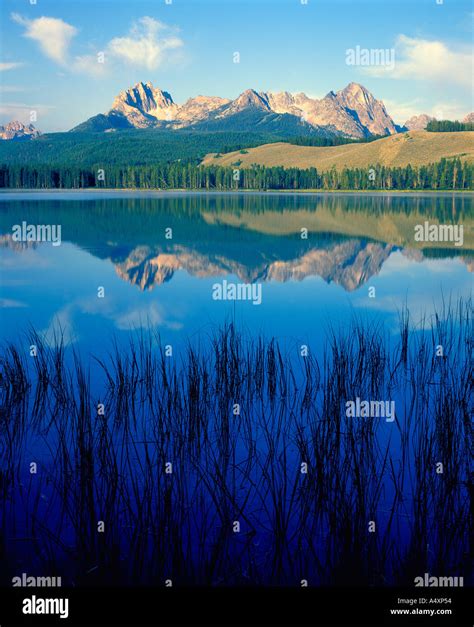 Reeds In Little Redfish Lake And The Sawtooth Mountains Sawtooth