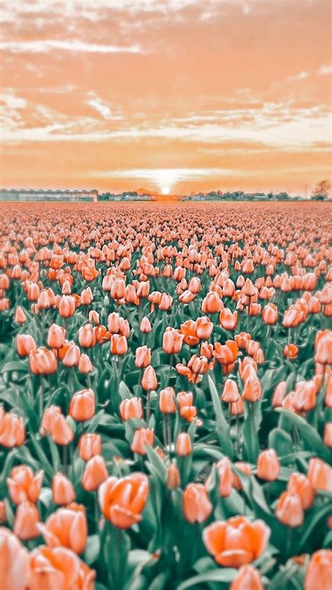 Flower Field Background