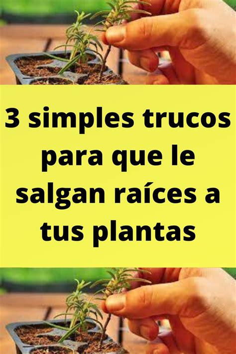 3 simples trucos para que le salgan raíces a tus plantas en 2024 Como