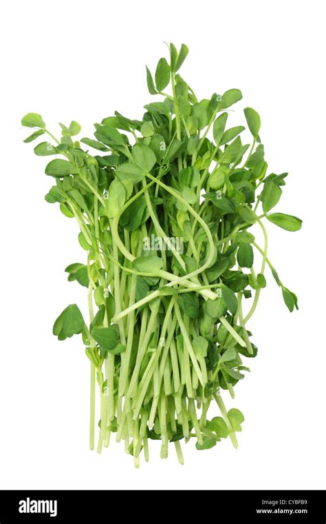 Snow Pea Sprouts Stock Photo Alamy